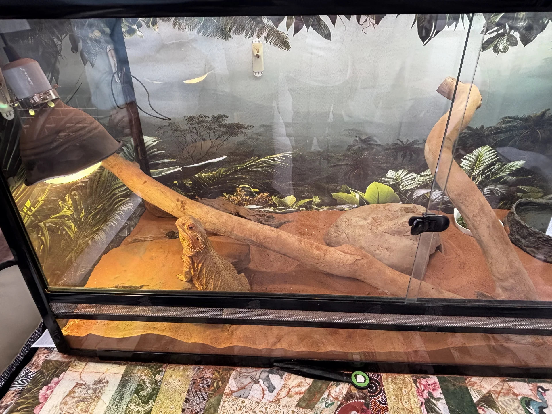 Meet Lady Bazza. They thought "he" was male....until he laid an egg!