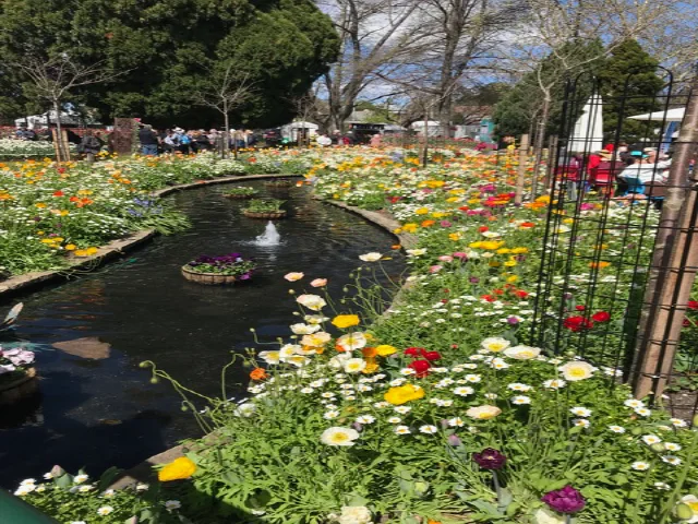 Tulips at Corbett Gardens excursion