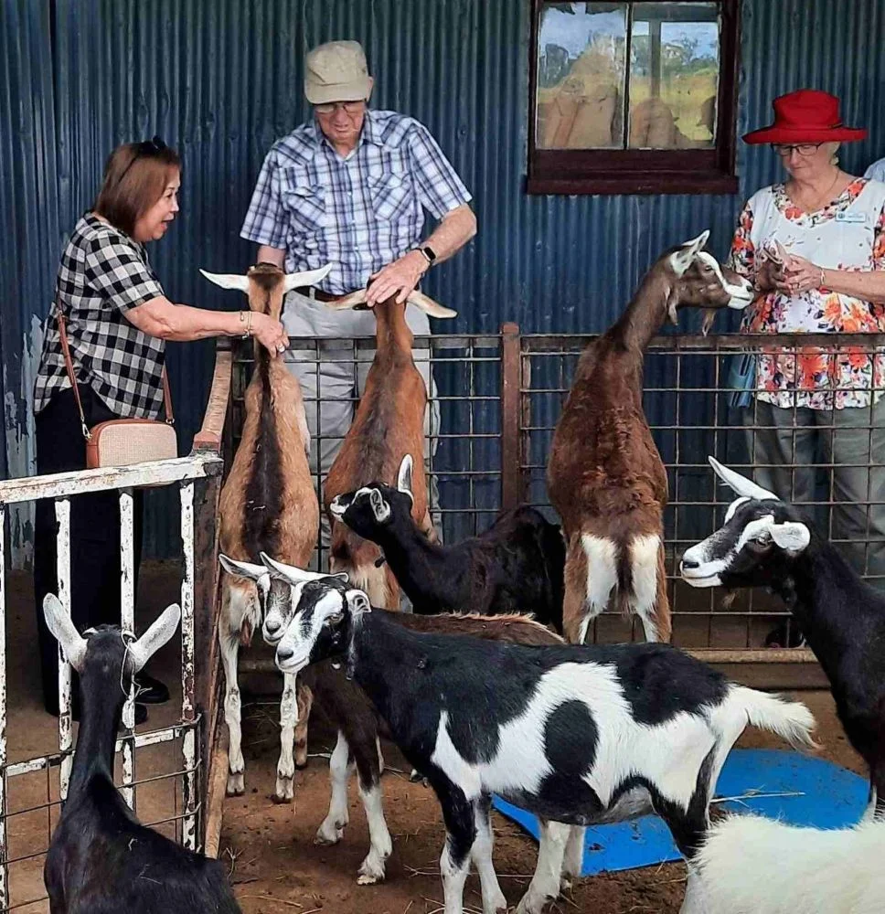 Goat Farm