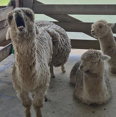 Llamas