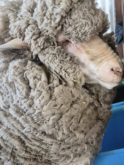 Sheep