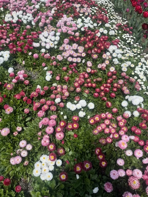 Tulips Bowral
