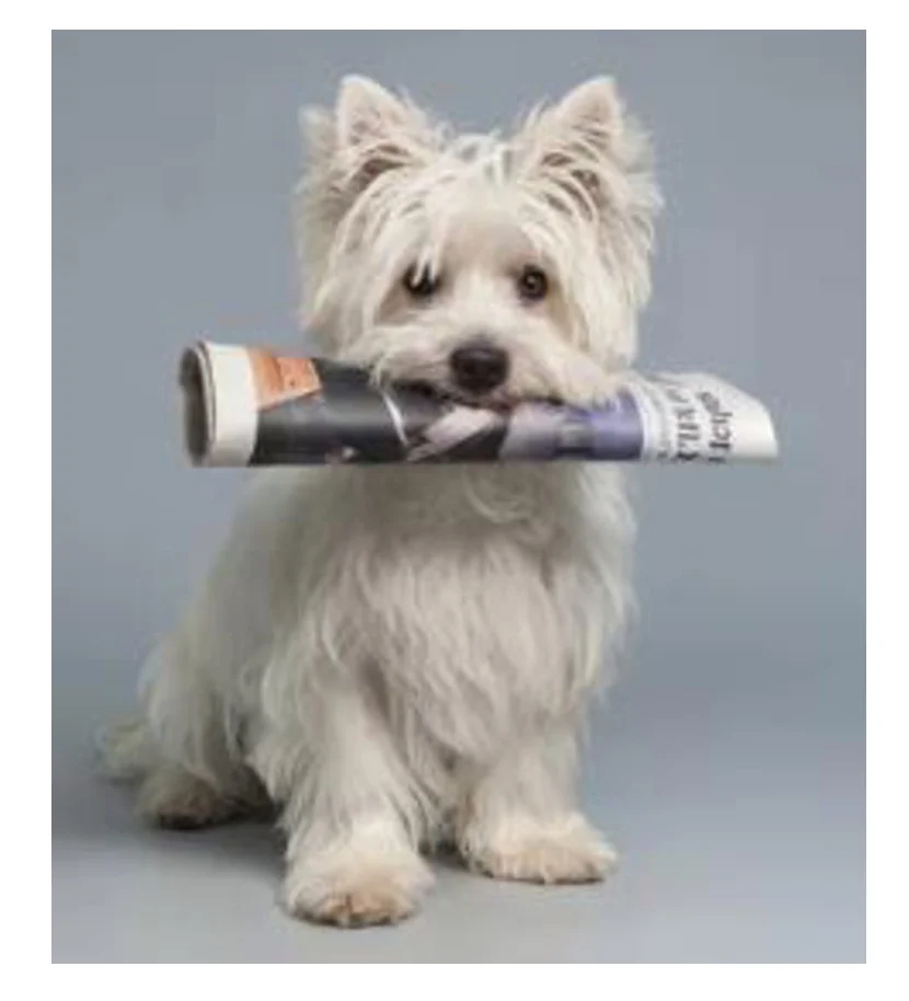 Little doggie!