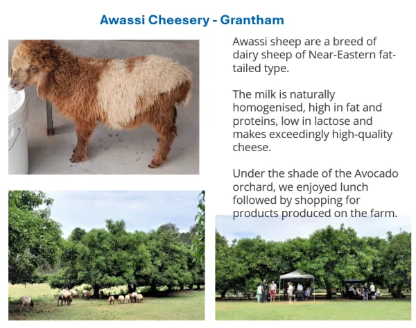 Awssi Cheesery