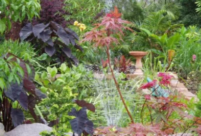 Coucal Gardens